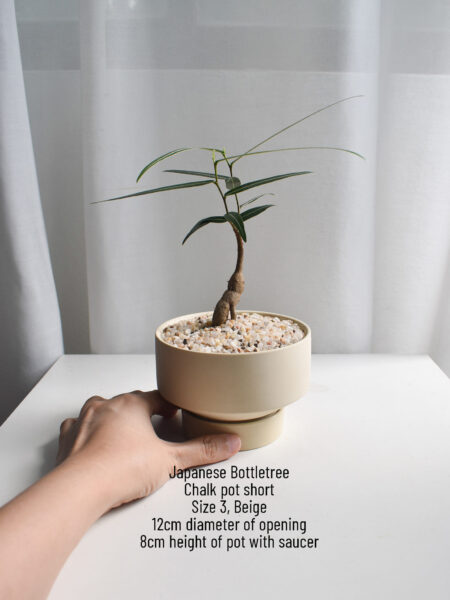 Japanese Bottletree in Chalk - Image 2