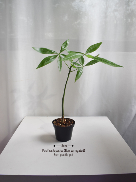 Pachira Aquatica (Non-variegated) - Image 2