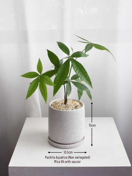 Pachira Aquatica (non-variegated) in Mica - Image 4
