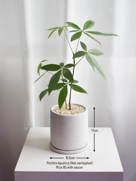 Pachira Aquatica (non-variegated) in Mica - Image 5