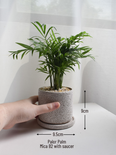Parlor Palm in Mica B2 with saucer - Image 2