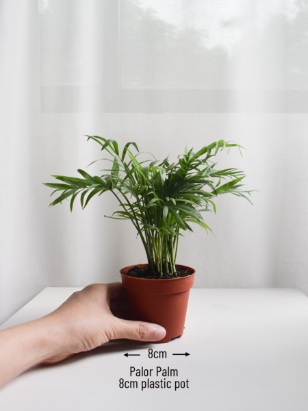 Parlor Palm - Image 2