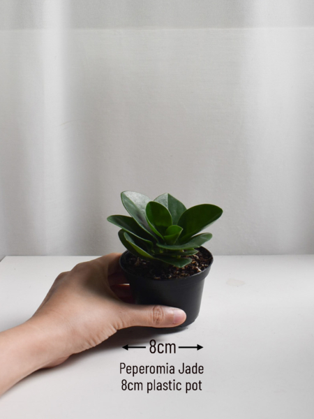 Peperomia Jade - Image 2