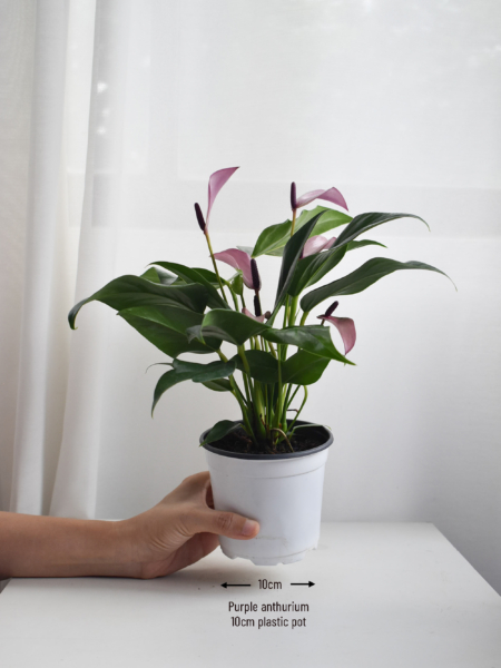 Purple anthurium - Image 2