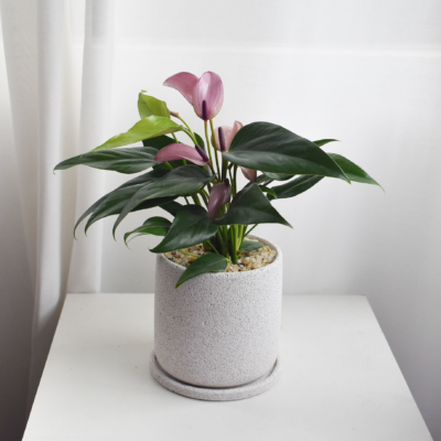 Purple Anthurium in Mica