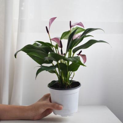 Purple anthurium