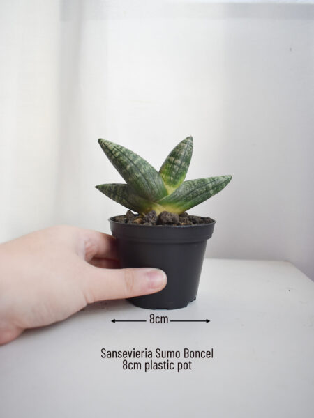 Low-light succulents - Image 6