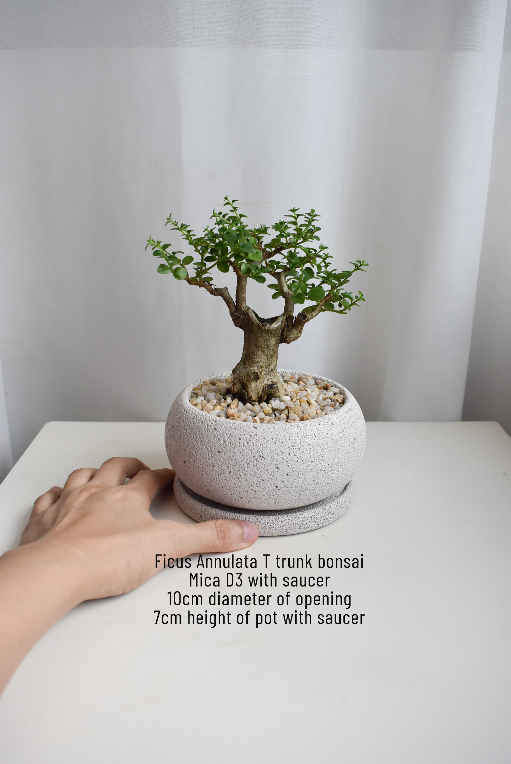 Ficus Annulata T-Trunk & Thick Trunk Bonsais in Mica D3/D4 pots (Car Delivery) - Image 2