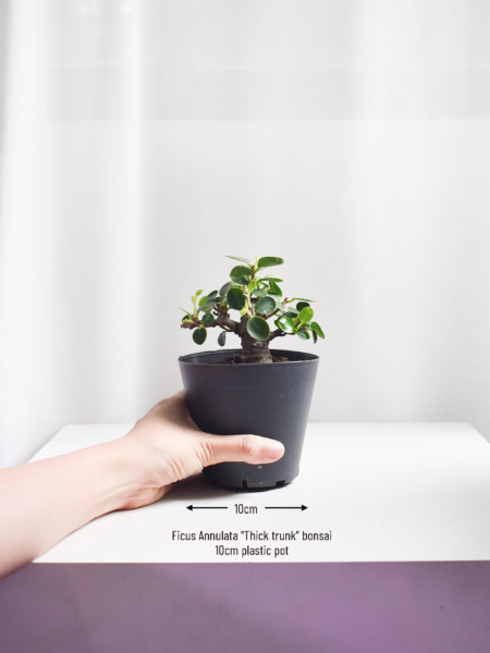 Ficus Annulata "Thick trunk" bonsai - Image 2
