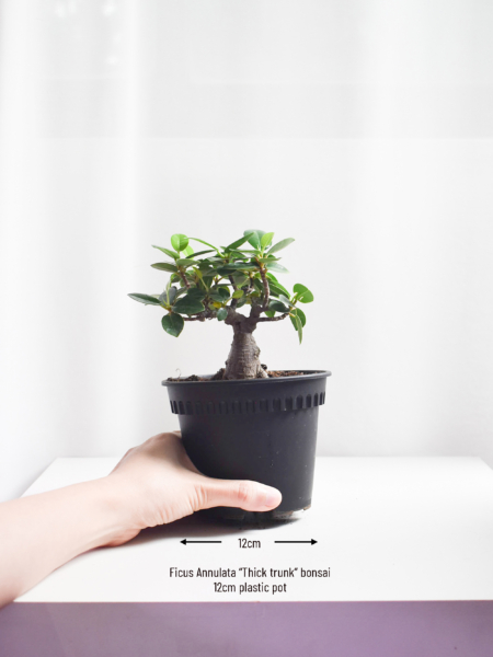 Ficus Annulata "Thick trunk" bonsai - Image 3