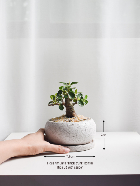 Bonsai - Ficus Annulata Thick Trunk in Mica - Image 3