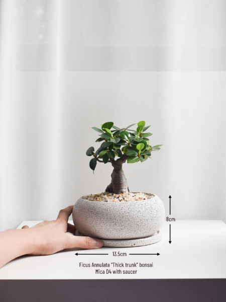 Bonsai - Ficus Annulata Thick Trunk in Mica - Image 2