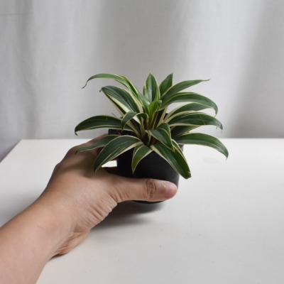 Spider plant