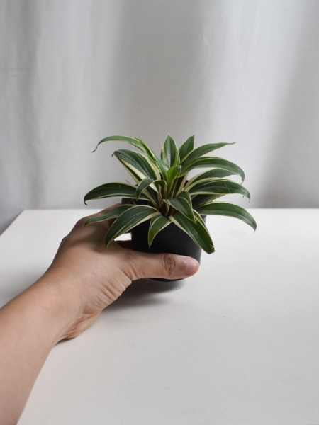 Spider plant