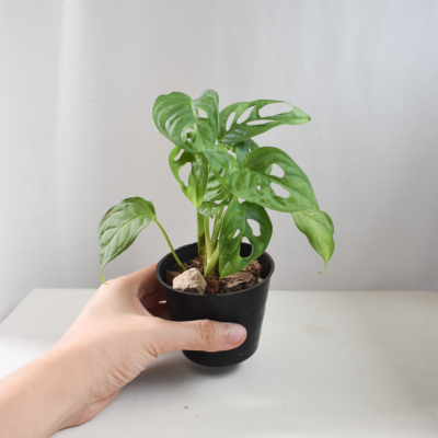 Monstera Adansonii