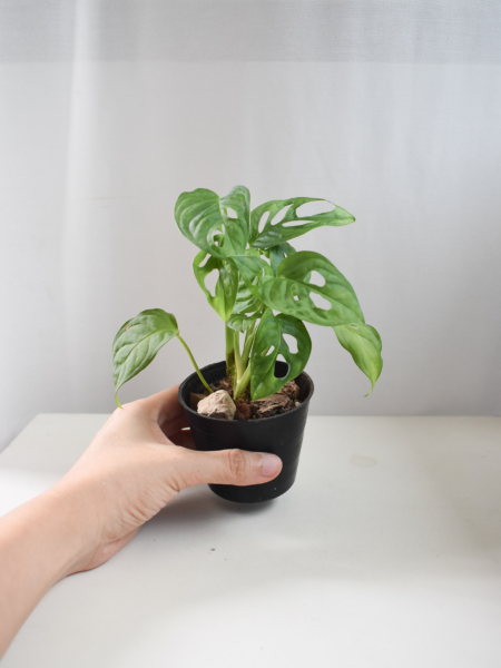 Monstera Adansonii
