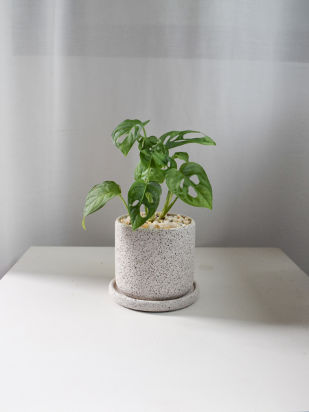 Monstera Adansonii in Mica B2 with saucer