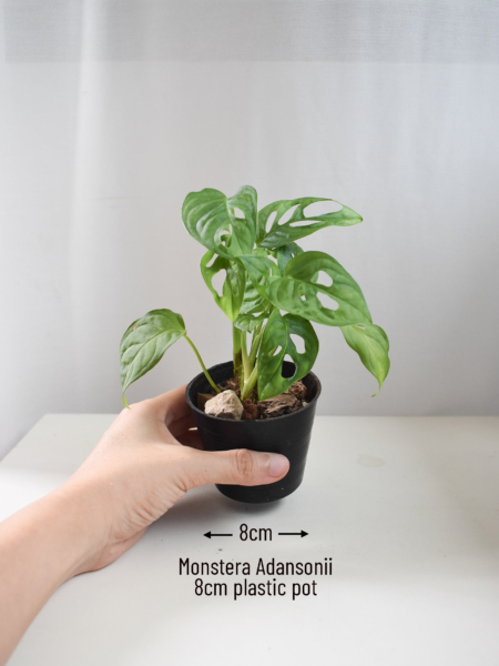 Monstera Adansonii - Image 2
