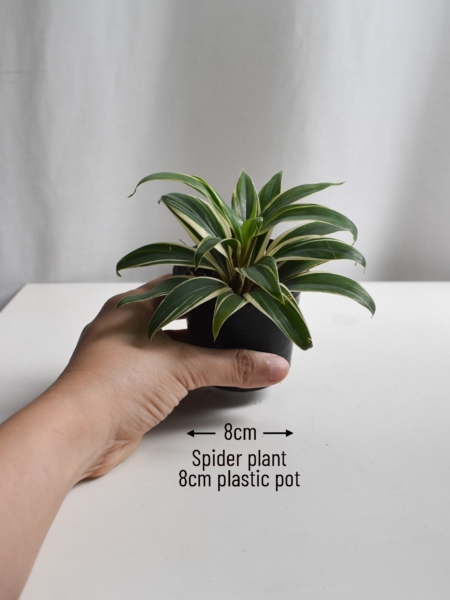 Spider plant - Image 2
