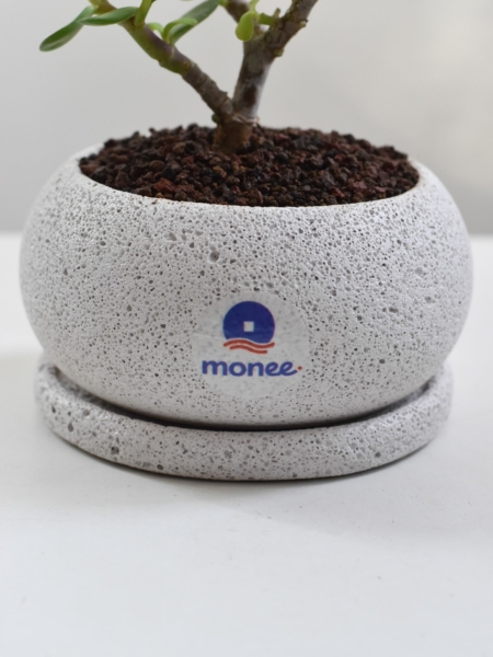 Dwarf Jade Bonsai in Mica D2 with saucer & plastic box - Image 4