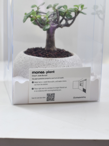 Dwarf Jade Bonsai in Mica D2 with saucer & plastic box - Image 5