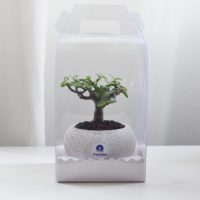 Dwarf Jade Bonsai in Mica D2 with saucer & plastic box