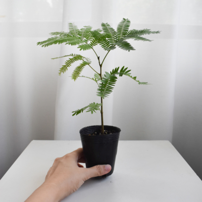 Everfresh tree size 2/3/4(NON-WIRED STEM)