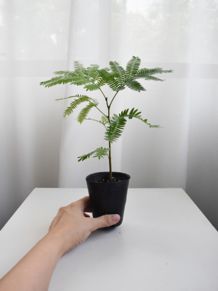 Everfresh tree size 2/3/4(NON-WIRED STEM)