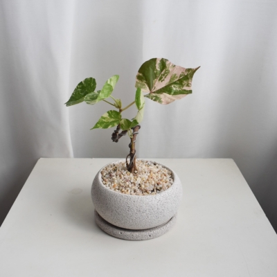 Thespesia Populnea Variegated in Mica