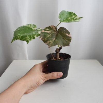 Thespesia Populnea Variegated