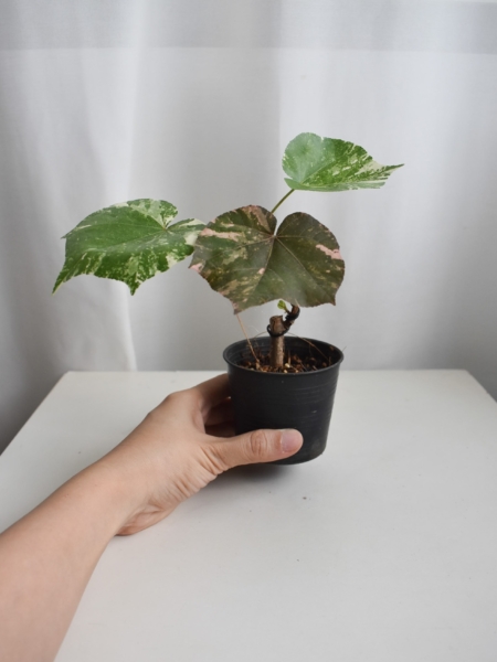 Thespesia Populnea Variegated