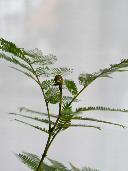 Everfresh Trees in Ebony Size 10 (+$50 van delivery at checkout) - Image 4