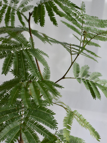 Everfresh Trees in Ebony Size 10 (+$50 van delivery at checkout) - Image 2