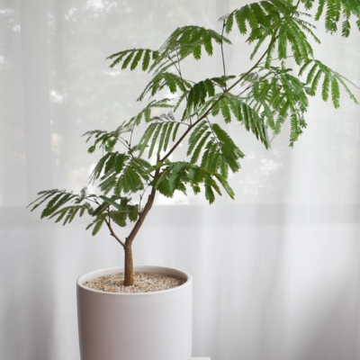 Everfresh Trees in Ebony Size 10 (+$50 van delivery at checkout)
