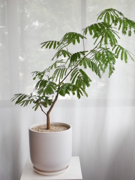 Everfresh Trees in Ebony Size 10 (+$50 van delivery at checkout)