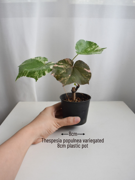 Thespesia Populnea Variegated - Image 2