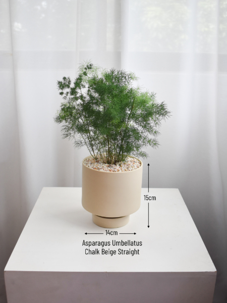 Asparagus Umbellatus in Chalk - Image 3