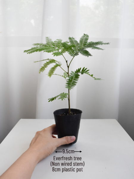 Everfresh tree size 2/3/4(NON-WIRED STEM) - Image 2