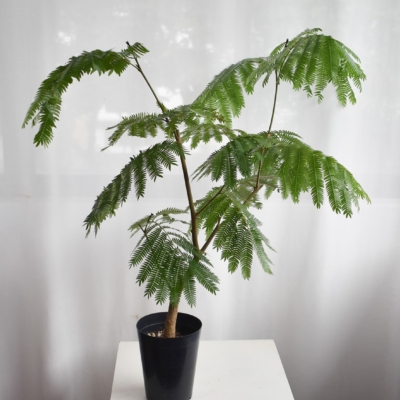 Everfresh tree (+$30 car delivery at checkout)