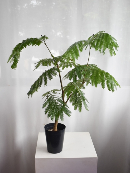 Everfresh tree (+$30 car delivery at checkout)
