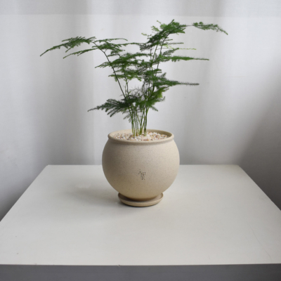 Asparagus Fern in Aube
