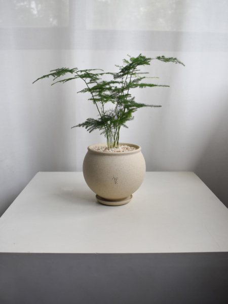 Asparagus Fern in Aube