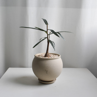 Japanese Bottletree in Aube
