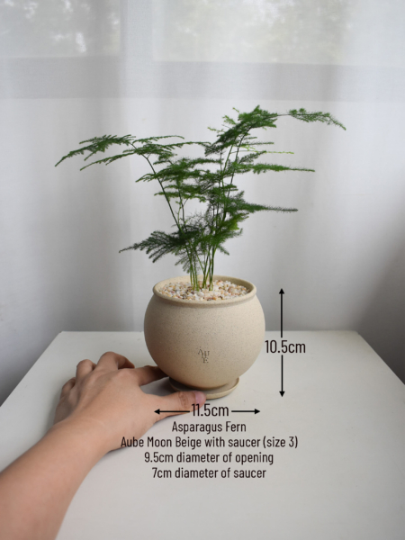 Asparagus Fern in Aube - Image 2