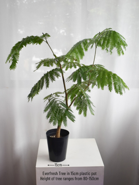 Everfresh tree (+$30 car delivery at checkout) - Image 2