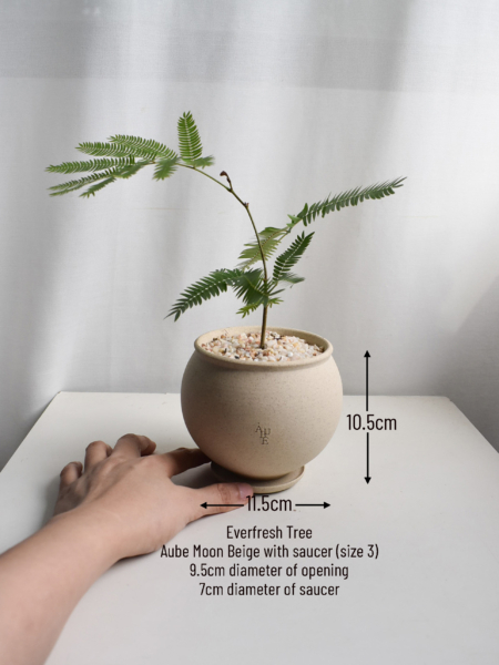 Everfresh tree in Aube - Image 2