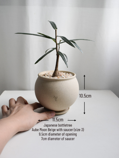 Japanese Bottletree in Aube - Image 2