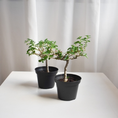 Premna Bonsai