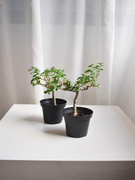 Premna Bonsai