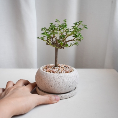 Premna Bonsai in Mica